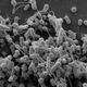 Illustration for article titled Bacteria Can Refuel Via Microscopic Tubes When Times Get Tough